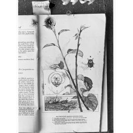 The San Jose Scale - page from the Agricultural Gazette of New South Wales showing San Jose Scale