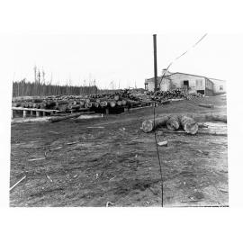 Timber Mill at Mount Burr Showing Piles of Logs and Buildings