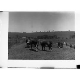 Hill River Herefordshire Cattle