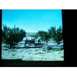 Man Loading Boxes of Fruit Onto a Truck in an Orchard in the Riverland