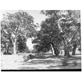 Gum Trees at Willunga