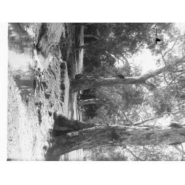 Trees and Creek at Hazelwood Park