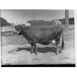 Prize Cow of  Roseworthy College