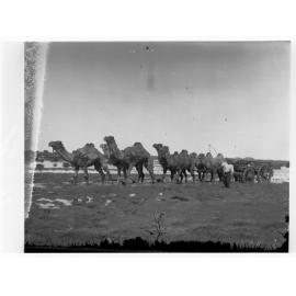 Camel Team Pulling Wagon, Far North