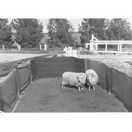 Sheep in a pen at Roseworthy