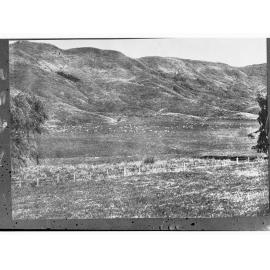 Rural view with showing sheep in the distance - New Zealand