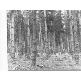 Forest of Pine Trees at Mount Burr