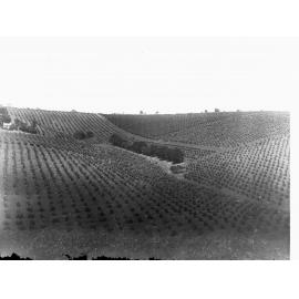 Vineyards