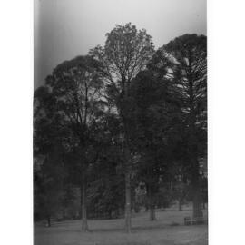 Botanic Gardens, Adelaide