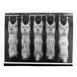 Carcases hanging in cool room - Roseworthy Agricultural College