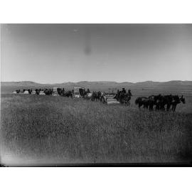 Line of Horse Drawn Harvesting Machines in a  Field of Wheat at Hallett