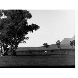 Horses at Wilpena