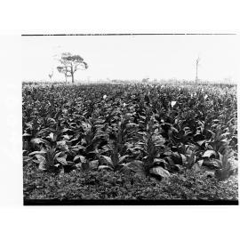 Tobacco plantation