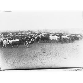 Cattle dip at Anthony's Lagoon - Northern Territory