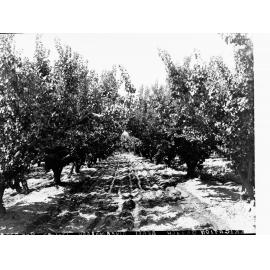 Orchard at Berri