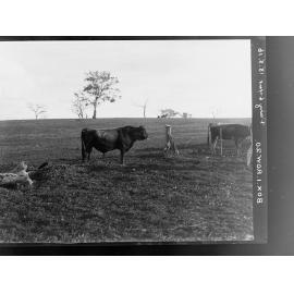 Bull and cow on J M Hudd's farm, Bletchley, near Strathalbyn