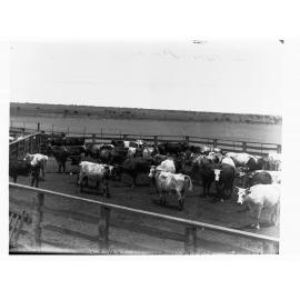 Cattle on station in far north