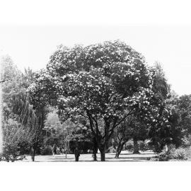 Quercus Ilex Specimen, Botanic Gardens