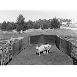 Sheep in a pen at Roseworthy