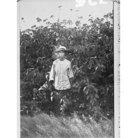 Chinese gardener with crop of Arnalto Rye plant,  Northern Territory