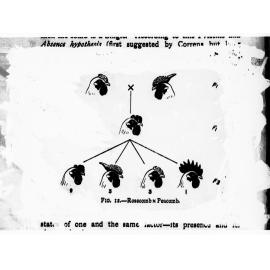 Page in a book showing the Mendelian Hypothesis - showing formula by means of illustrations on breeding a certain type of chicken