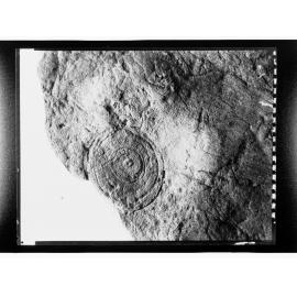 Fossil from Ediacara