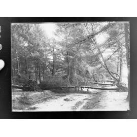 Botanic Park taken after storm 17 July 1916