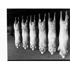 Roseworthy College Export Pigs Produce Department