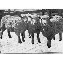 Picture of three sheep