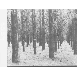 Penola Forest