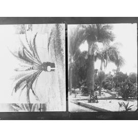 Palm tree plantation,  Forestry Dept,  area unknown