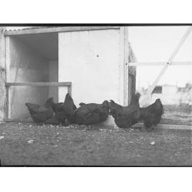 Rooster and Chickens 