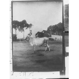 One dairy cow in paddock ,  Morphettville, South Australia