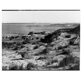 Cattle grazing on beach front showing sand dunes
