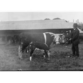 Cow and calf - Royal Adelaide Show