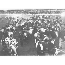 Cattle Parade  - Royal Adelaide Show