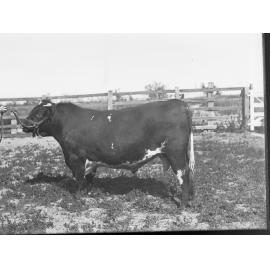 Prize Bull at Adelaide Show
