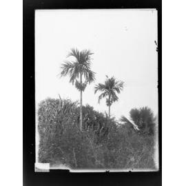 Betel Nut Palms,  Botanic Park, Darwin, Northern Territory