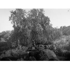 Native Willow Elder Expedition
