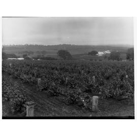 Spring Vale Vineyards