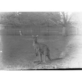 Kangaroo at the Adelaide Zoo