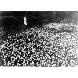 Botanic Garden at Port Darwin