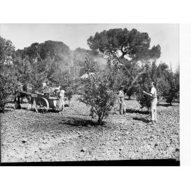 Urrbrae Agricultural High School - Boys Spraying Fruit Trees