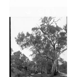 Willochra Creek Melrose