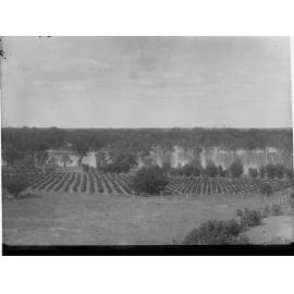 Young Orchard at Moorook River Murray in the Background