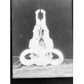 Bull's Skull c. 1920s