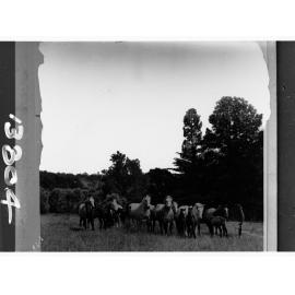 Team of horse in field