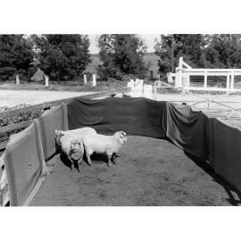 Sheep in pen at Roseworthy
