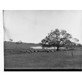 Sheep Grazing in Country Southern District
