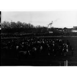 Live stock being exhibited at the Royal Adelaide Show